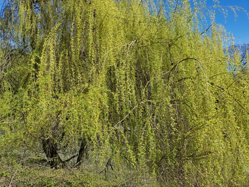 Das Foto zeigt einen großen Baum mit hellgrünen Blättern.