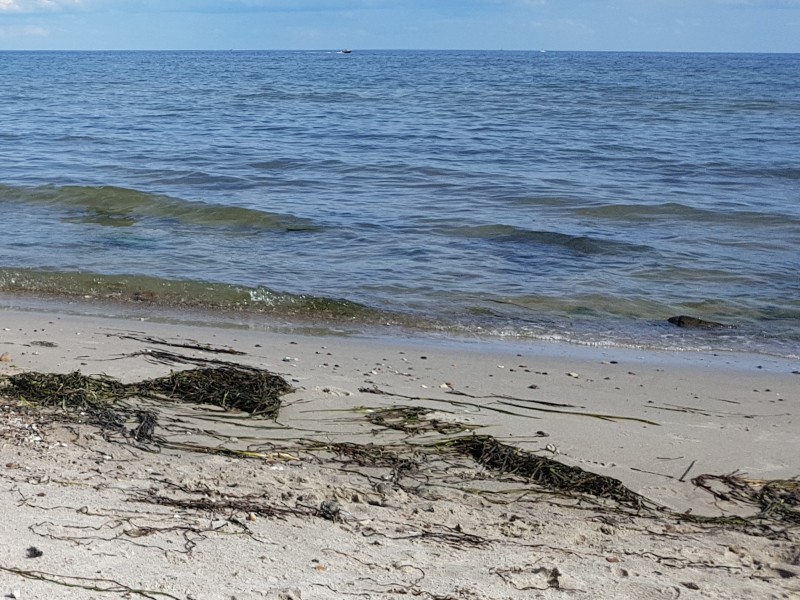 Auf dem Foto sind ein Stück Strand also wie das Meer zu sehen, auf dem Strand liegt teilweise Seegras.