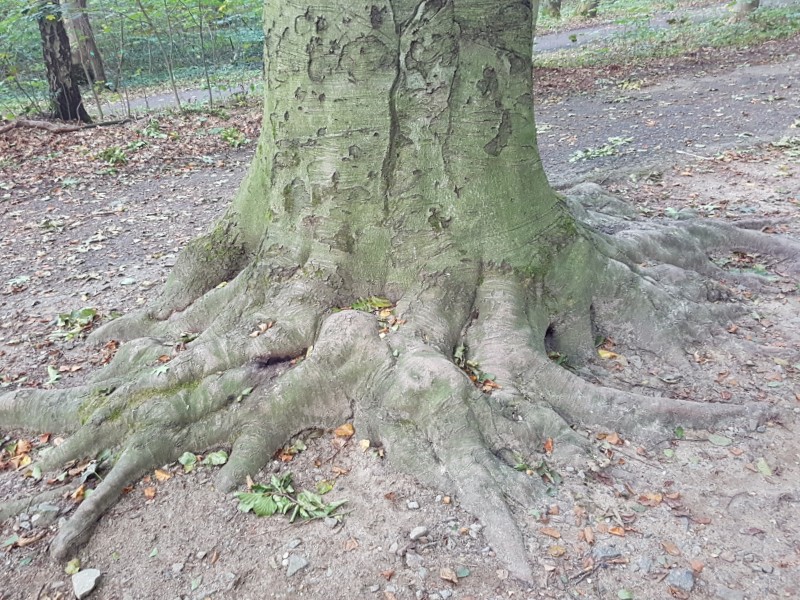 Auf dem Foto ist ein Baum mit stark ausgeprägtem Wurzelwerk zu sehen.