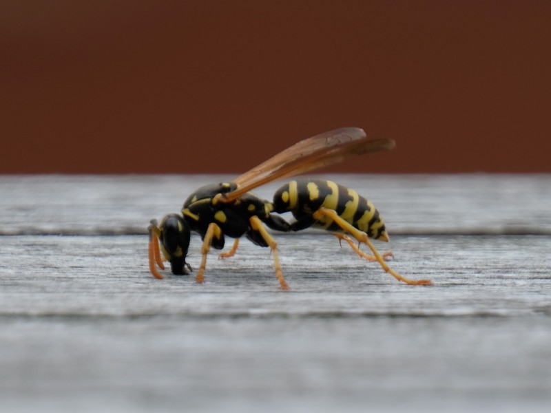 Das Foto zeigt ein Insekt mit gelb schwarz gestreiftem Unterleib, eine Wespe.