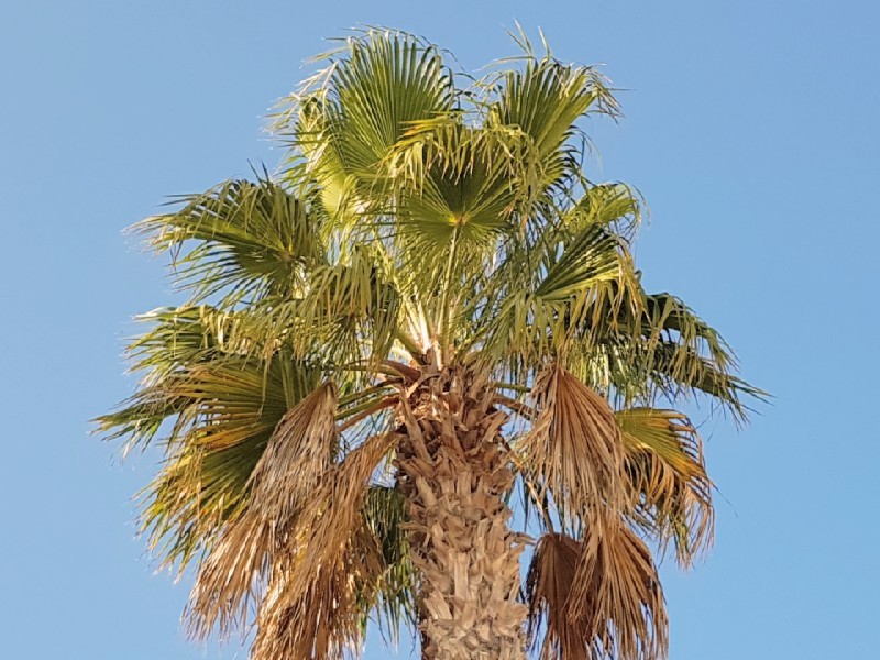 Das Foto zeigt eine Palme.